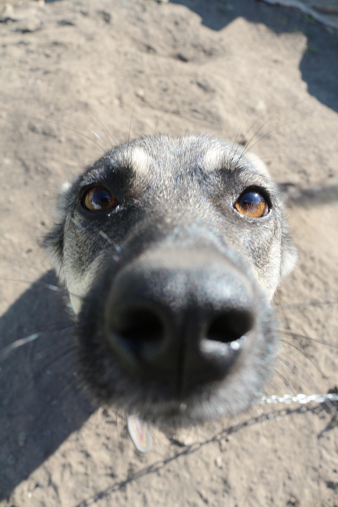 timur85 dog 5099414 1920